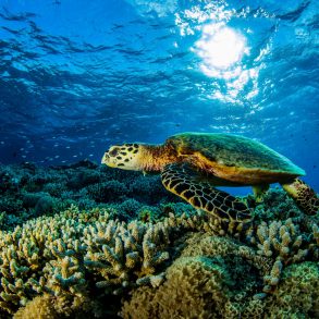 Underwater close up of a sea turle swimming along coral reef during South Maui diving adventure