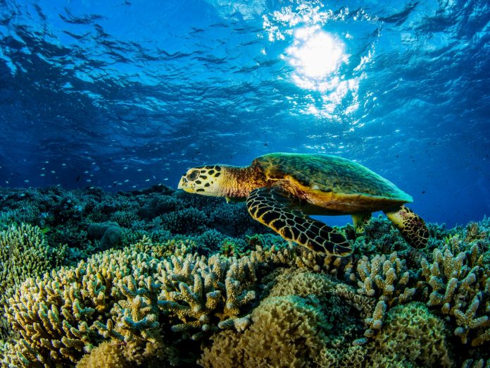 Underwater close up of a sea turle swimming along coral reef during South Maui diving adventure