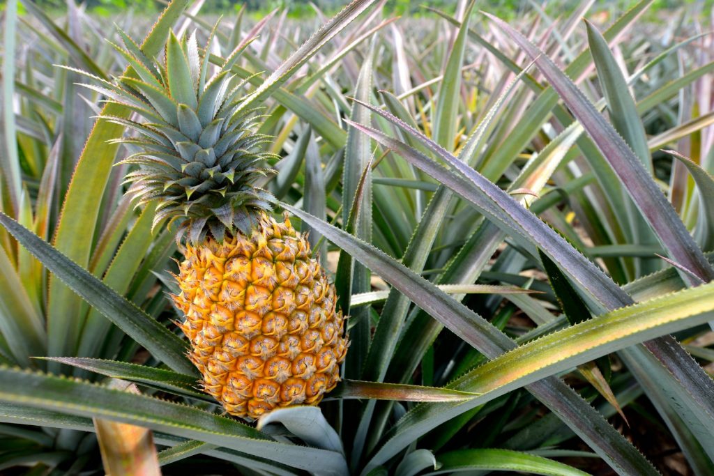 close up of a pineapple in the middle of a Maui pineapple farm pmimaui