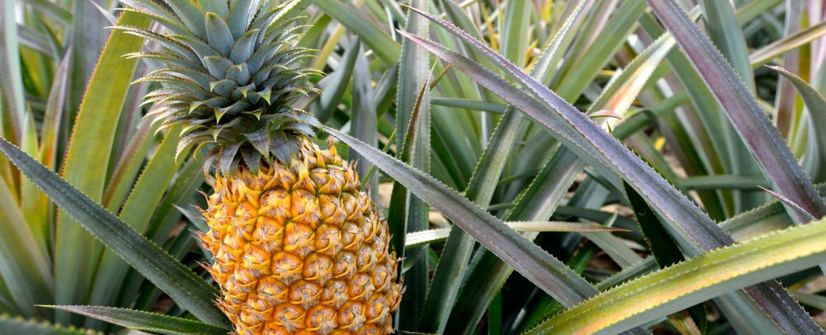 maui pineapple tour vs dole plantation