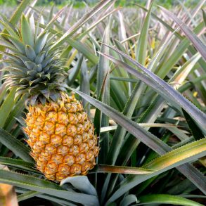 close up of a pineapple in the middle of a Maui pineapple farm