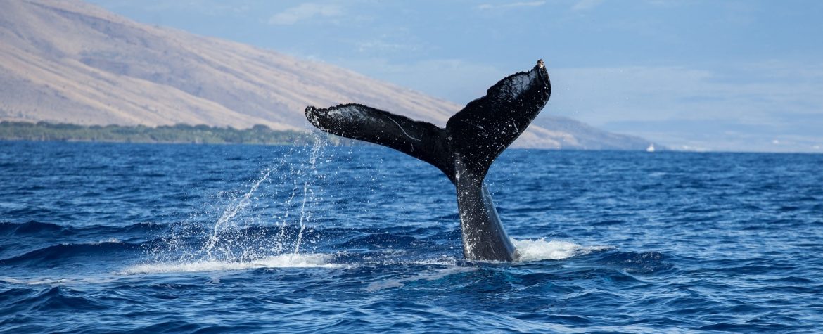 How to Experience the Beauty of Maui's Whale Watching Season - pmimaui