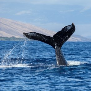 Humpback whale seen during Maui's whale watching season