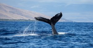 Humpback whale seen during Maui's whale watching season