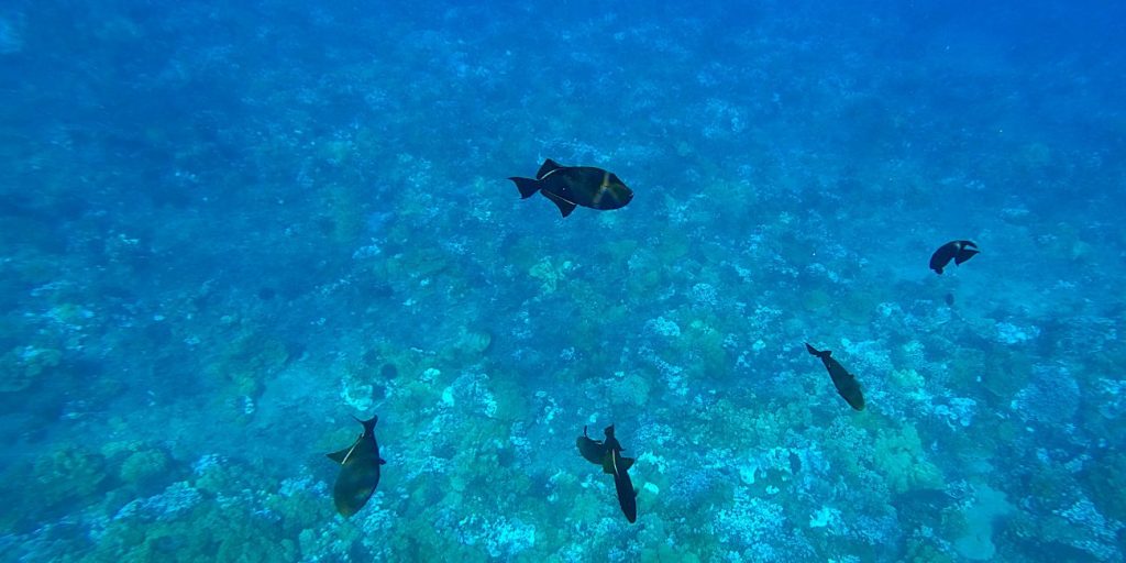 Fish in the Molokini Crater while snorkeling