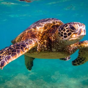 A Hawaiian Green sea turtle that you can see when you swim with turtles in Maui!