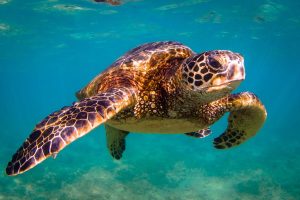 A Hawaiian Green sea turtle that you can see when you swim with turtles in Maui!
