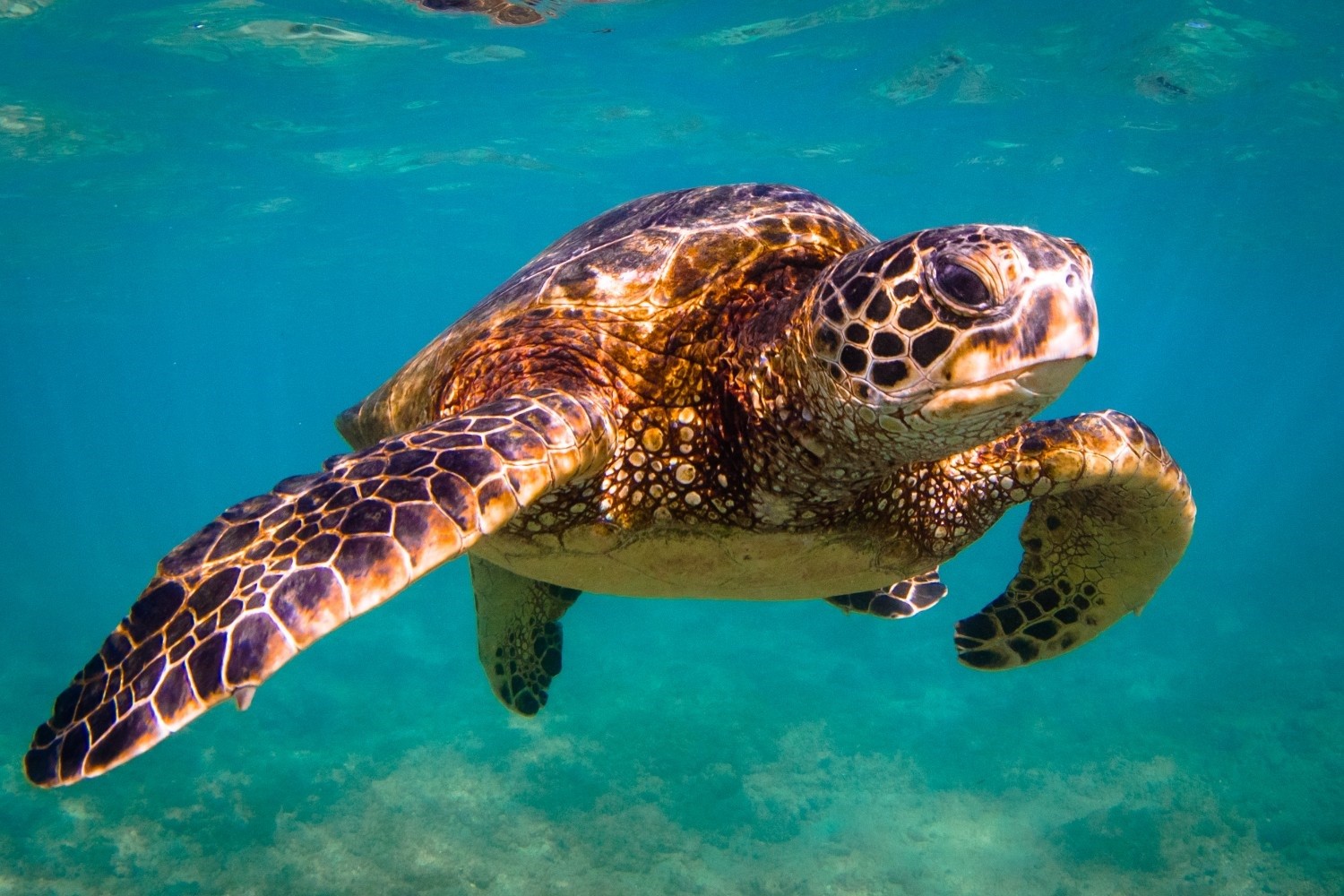 Spots to Swim With Turtles on Maui That Will Amaze You