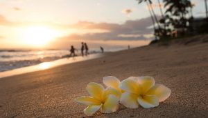 Plumeria flowers on the shore on sunset beach during golden sunlight and people running on background, Maui | Where to find the best Loco Moco in Maui