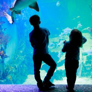 Kids at the Maui Aquarium looking at a fish tank