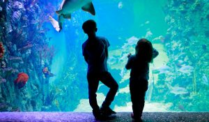Kids at the Maui Aquarium looking at a fish tank