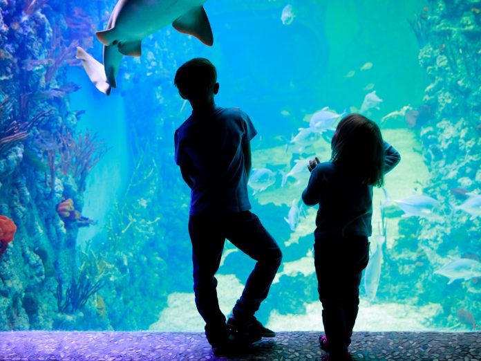 Kids at the Maui Aquarium looking at a fish tank