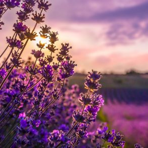 Maui's Lavender Farm Field