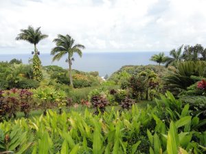 View of the Maui Garden of Eden with ocean in the distance