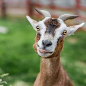 Portrait of a goat on the grass at Maui Goat Yoga