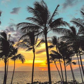 View of the Maui sunset and palm trees