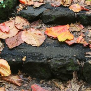 Leaves on a stone in Maui Fall