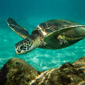 sea turtle