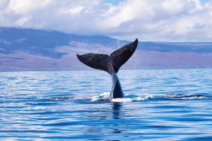 Whale tail out of water Maui