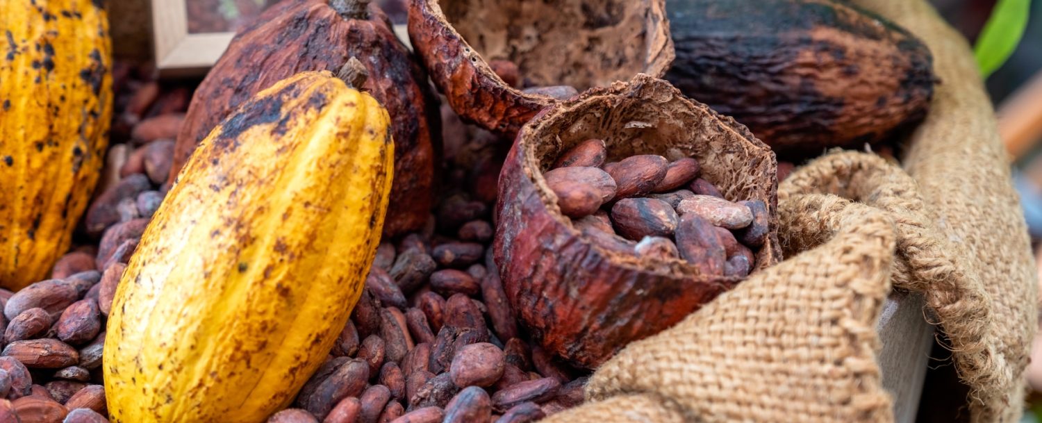 Cocoa beans with cocoa pod in sack