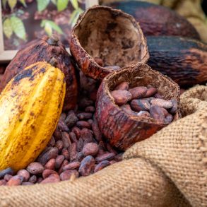 Cocoa beans with cocoa pod in sack