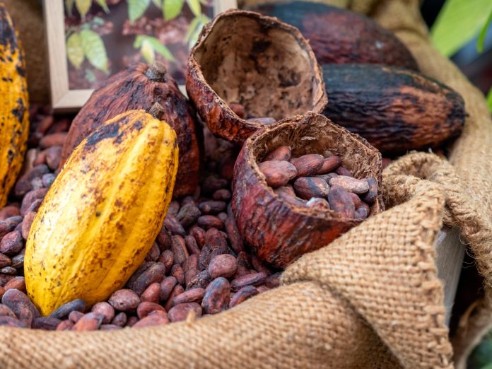 Cocoa beans with cocoa pod in sack