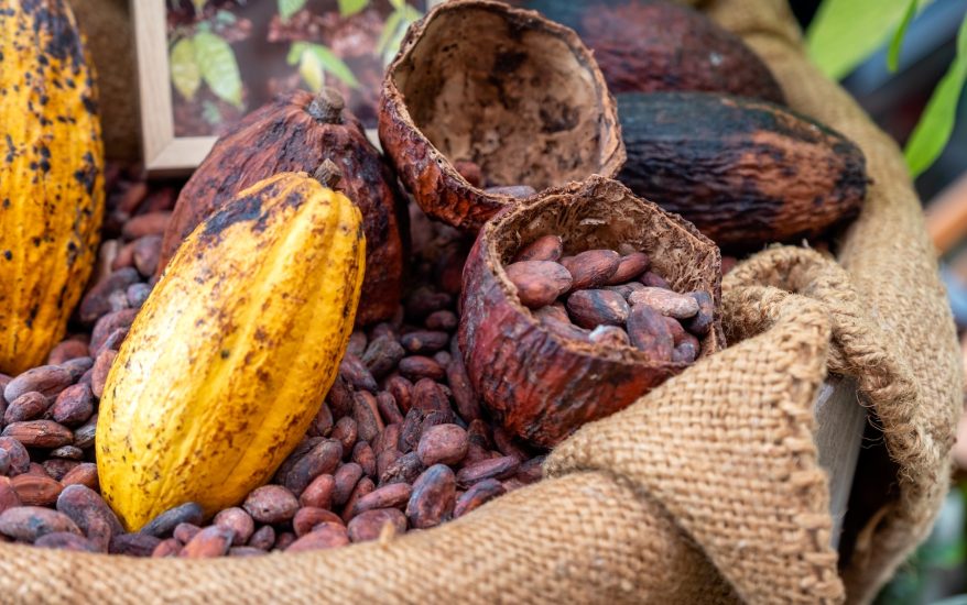 Cocoa beans with cocoa pod in sack