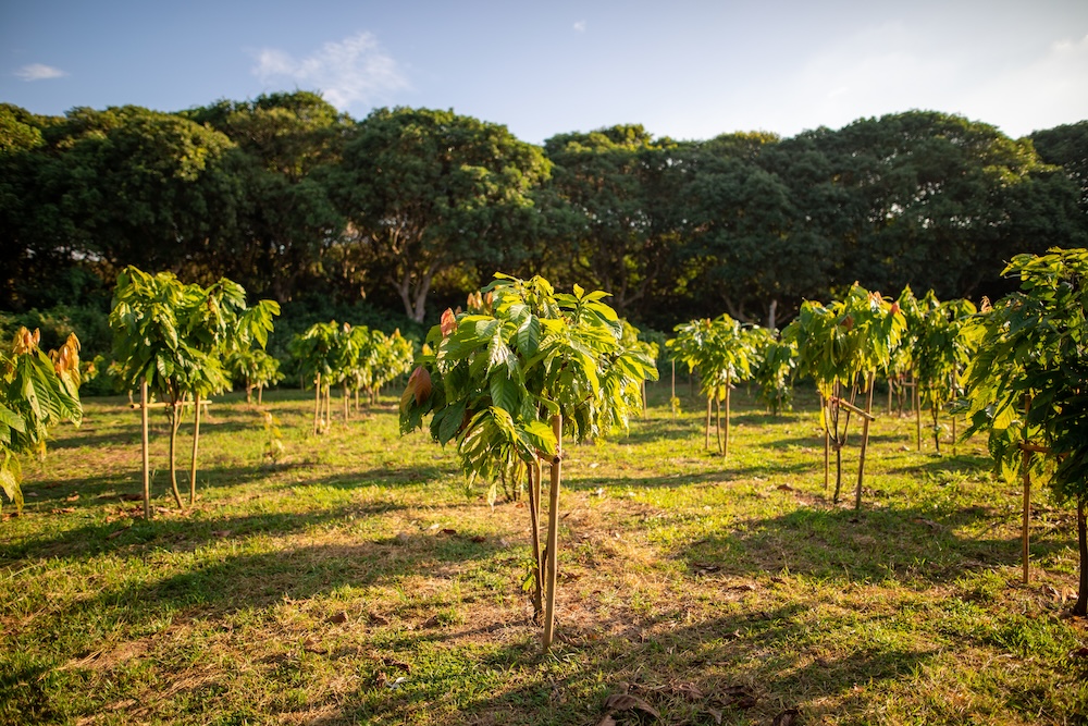 cacao farm outside sunset