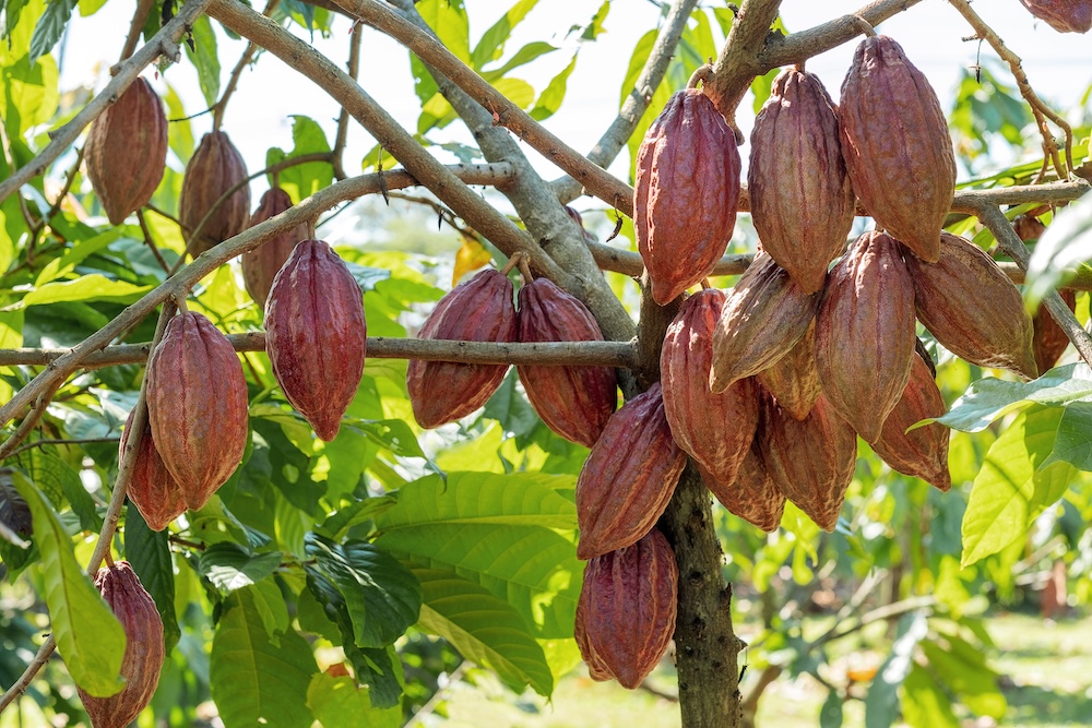 Cacao tree with cacao pods in a organic farm.